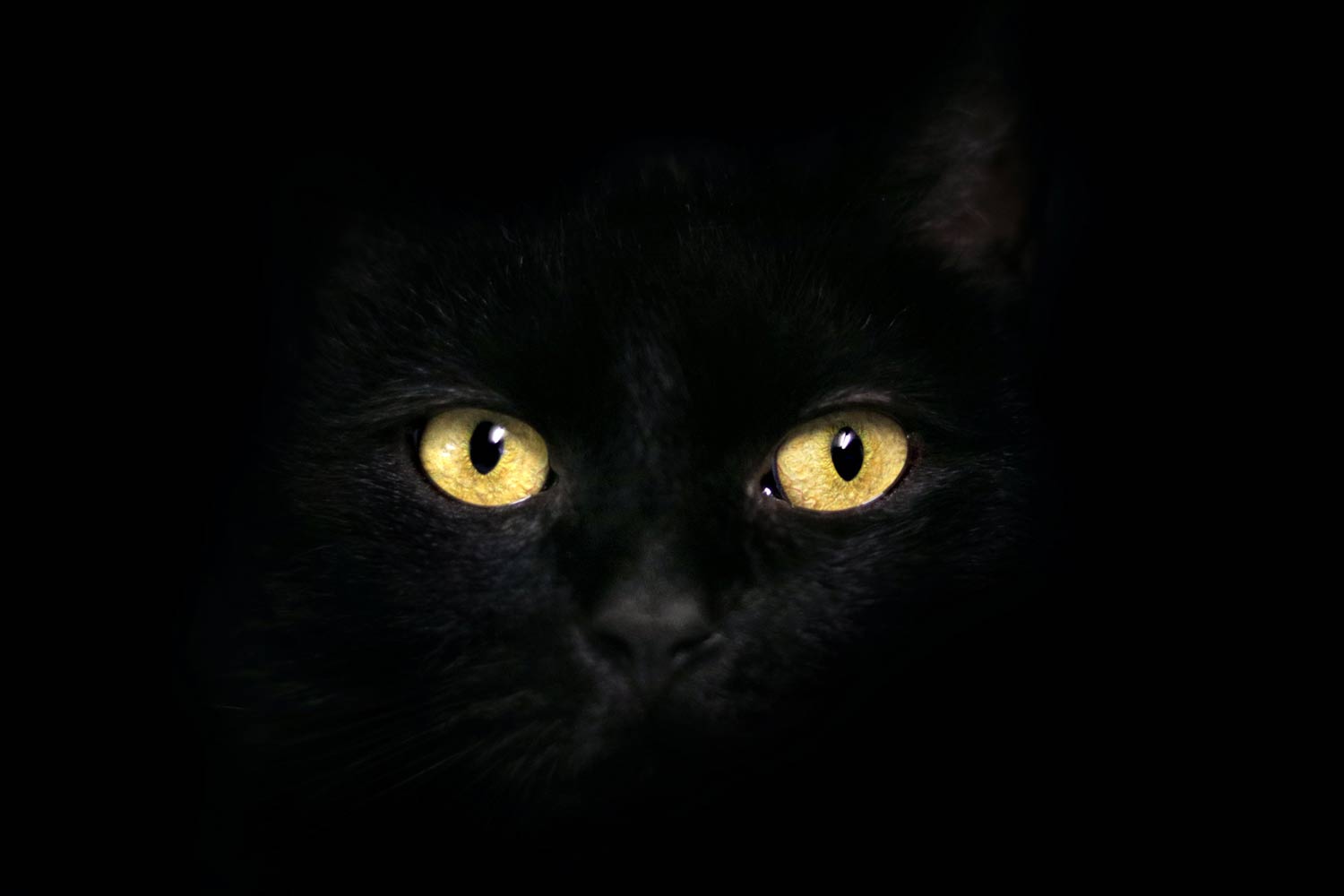 Katzenaugen Im Dunkeln