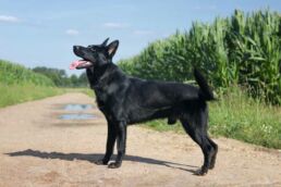 Schwarzer Schäferhund