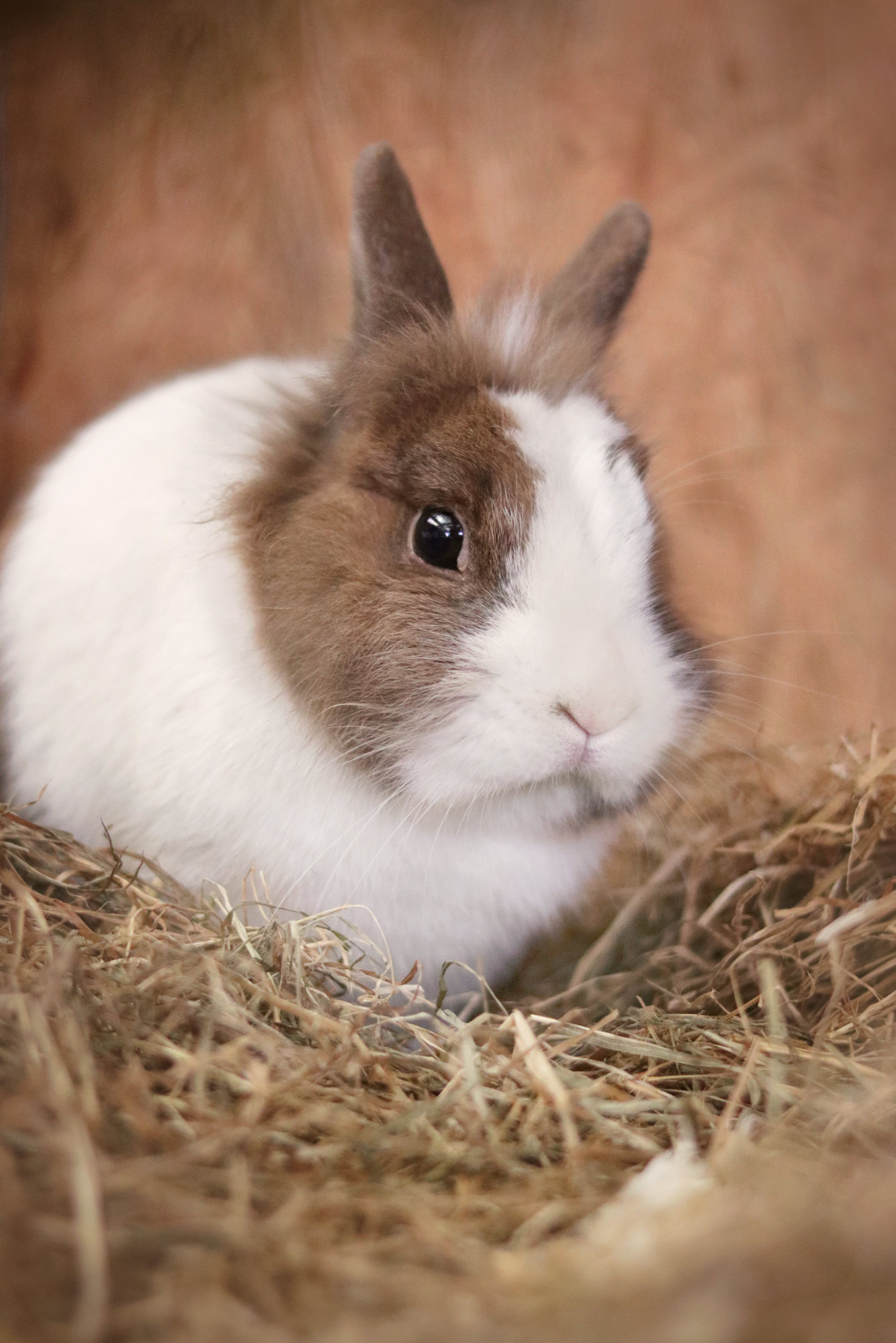 Zwergkaninchen - Bilder kostenlos zum Download | Titania Foto